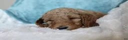 Goldendoodle dogs for sale: Honey - Ad 3