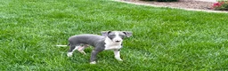 Italian Greyhound dogs for sale: Connor  - Ad 12