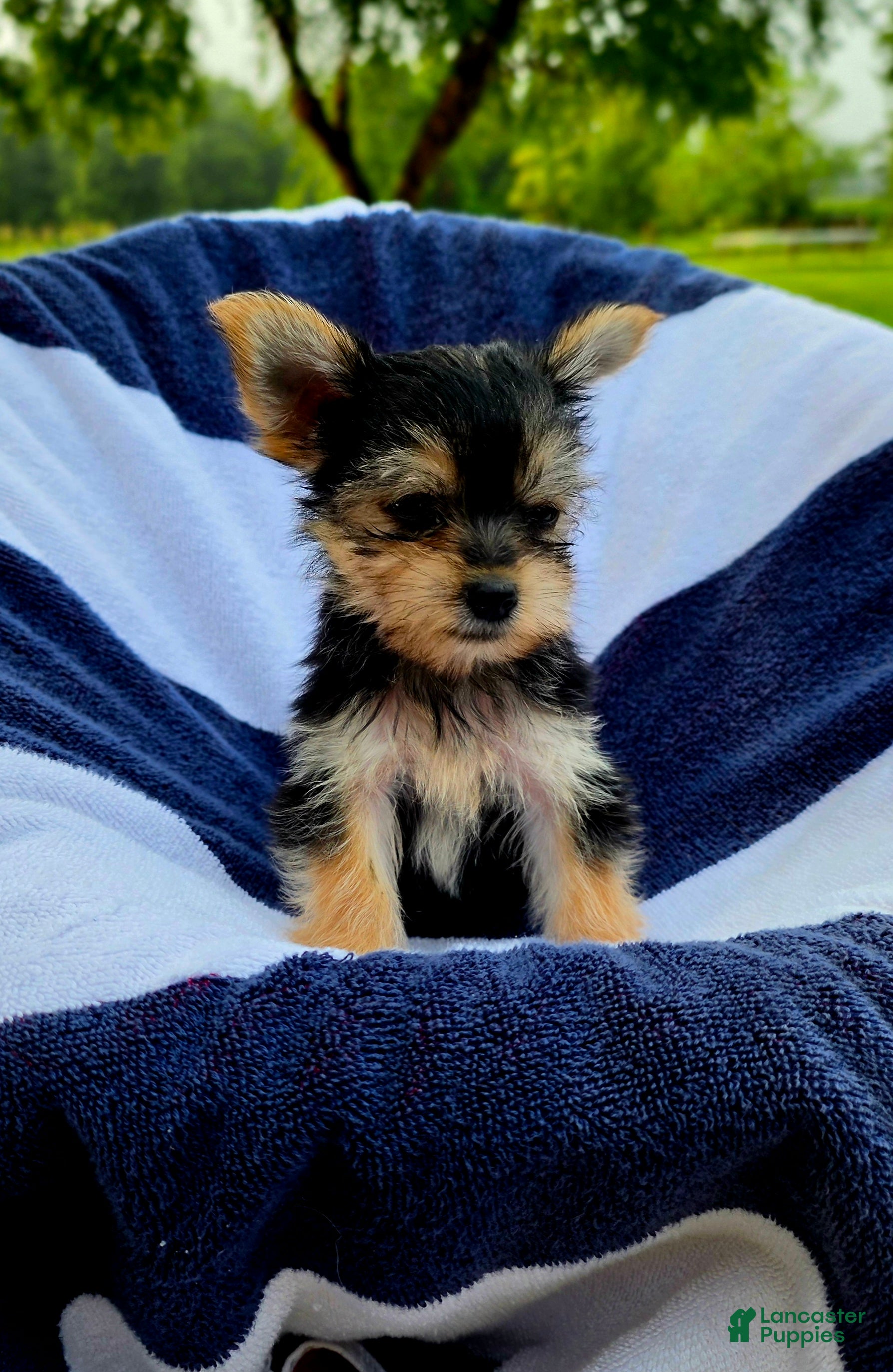 Yorkshire Terrier dogs Donald - Ad 2