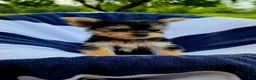 Yorkshire Terrier dogs for sale: Donald - Ad 2