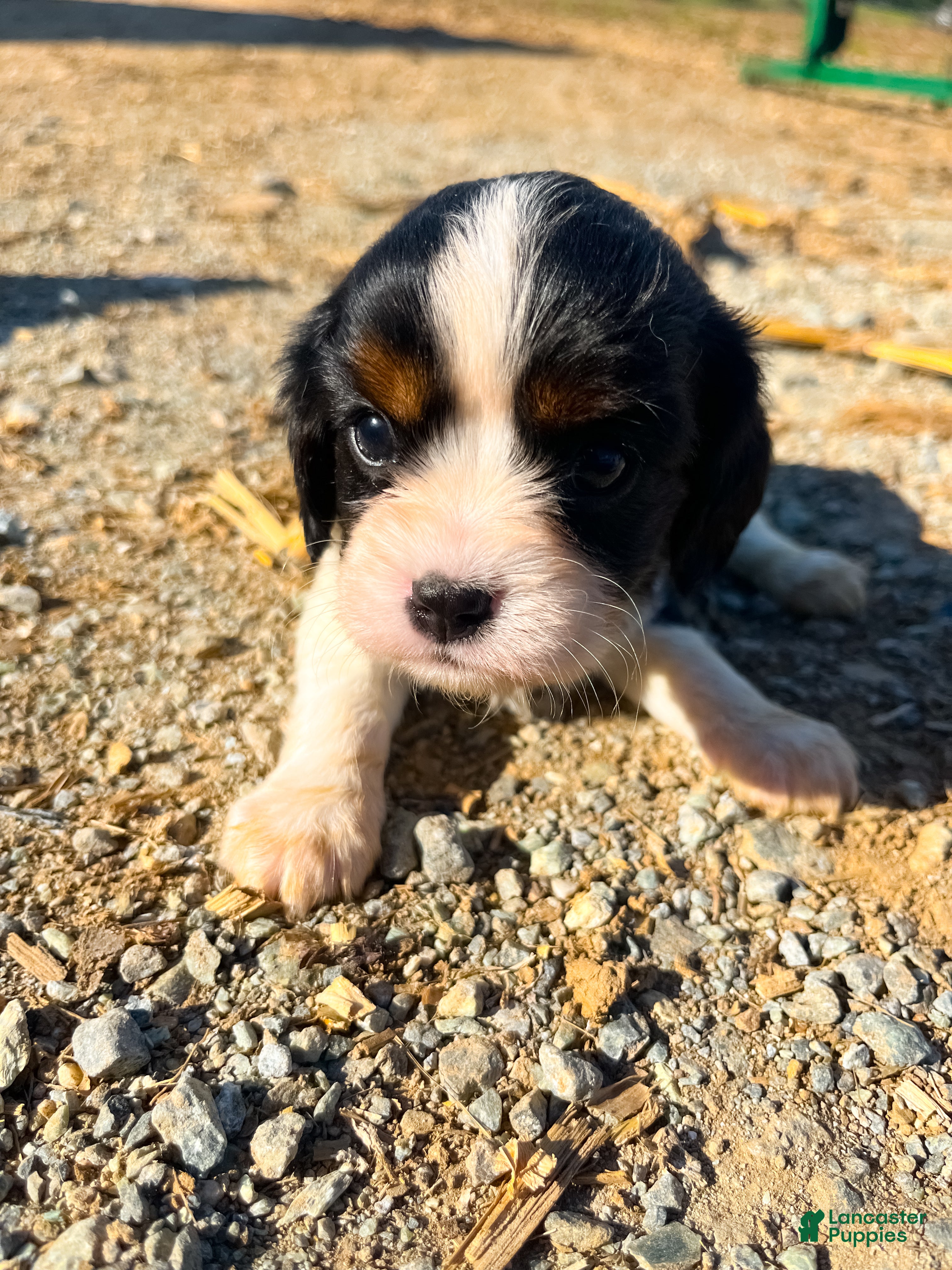 Cavalier King Charles Spaniel dogs Canolli - Ad 2