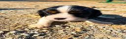 Cavalier King Charles Spaniel dogs for sale: Canolli - Ad 6