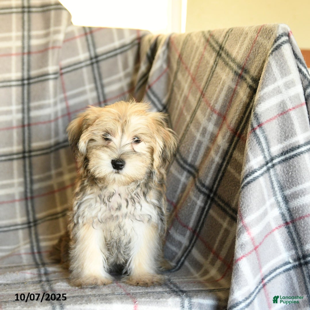 Morkie dogs for sale: Vinnie - Ad 13