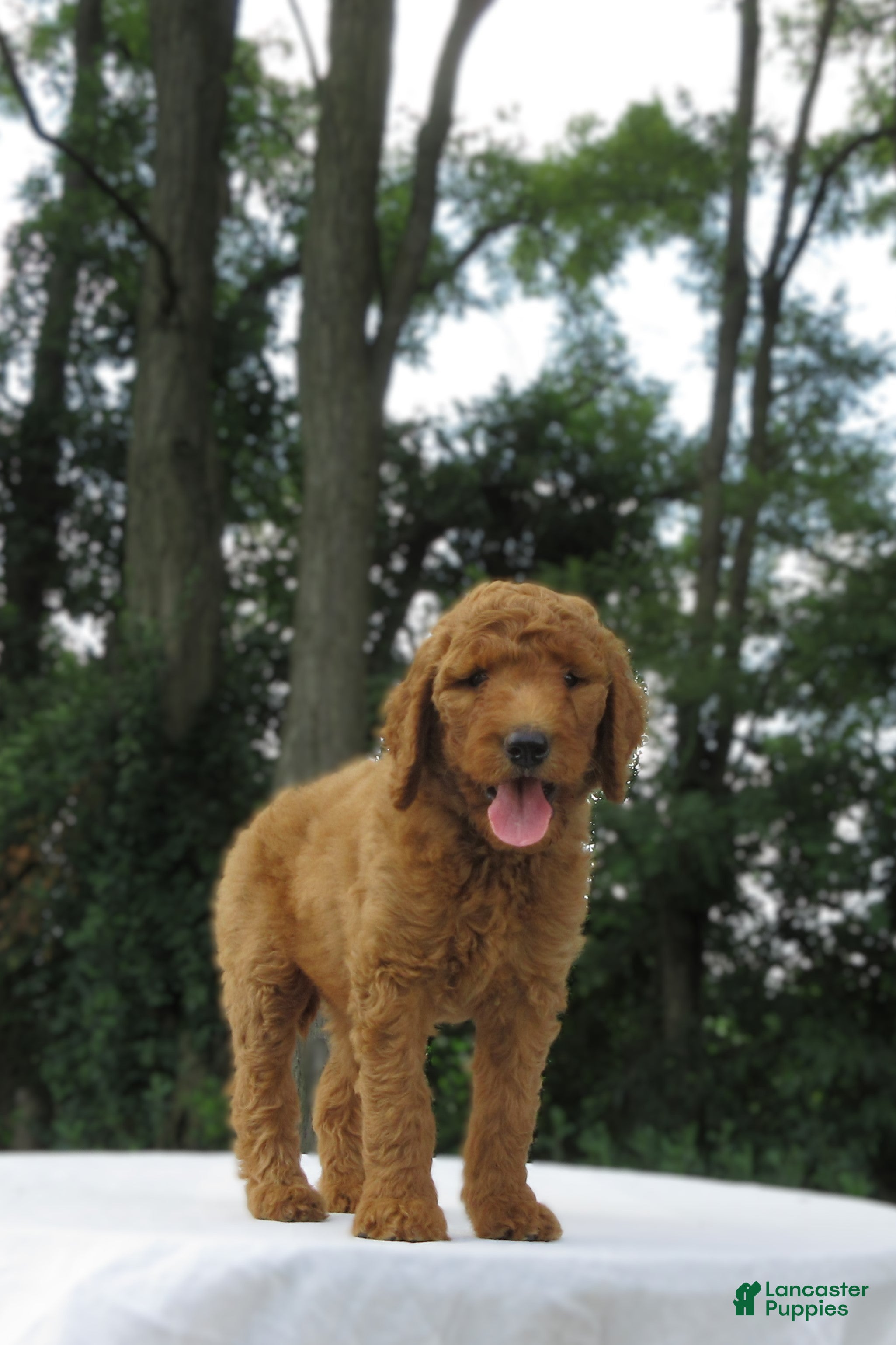 Goldendoodle dogs Rosie - Ad 1