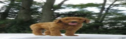 Goldendoodle dogs for sale: Rosie - Ad 6