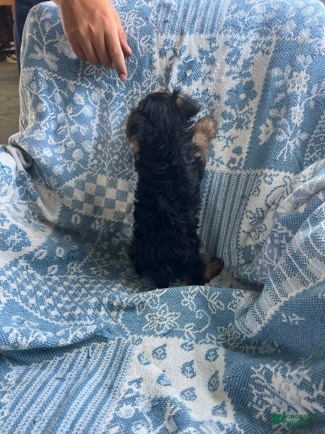 Yorkshire Terrier dogs for sale: Scotty - Ad 4