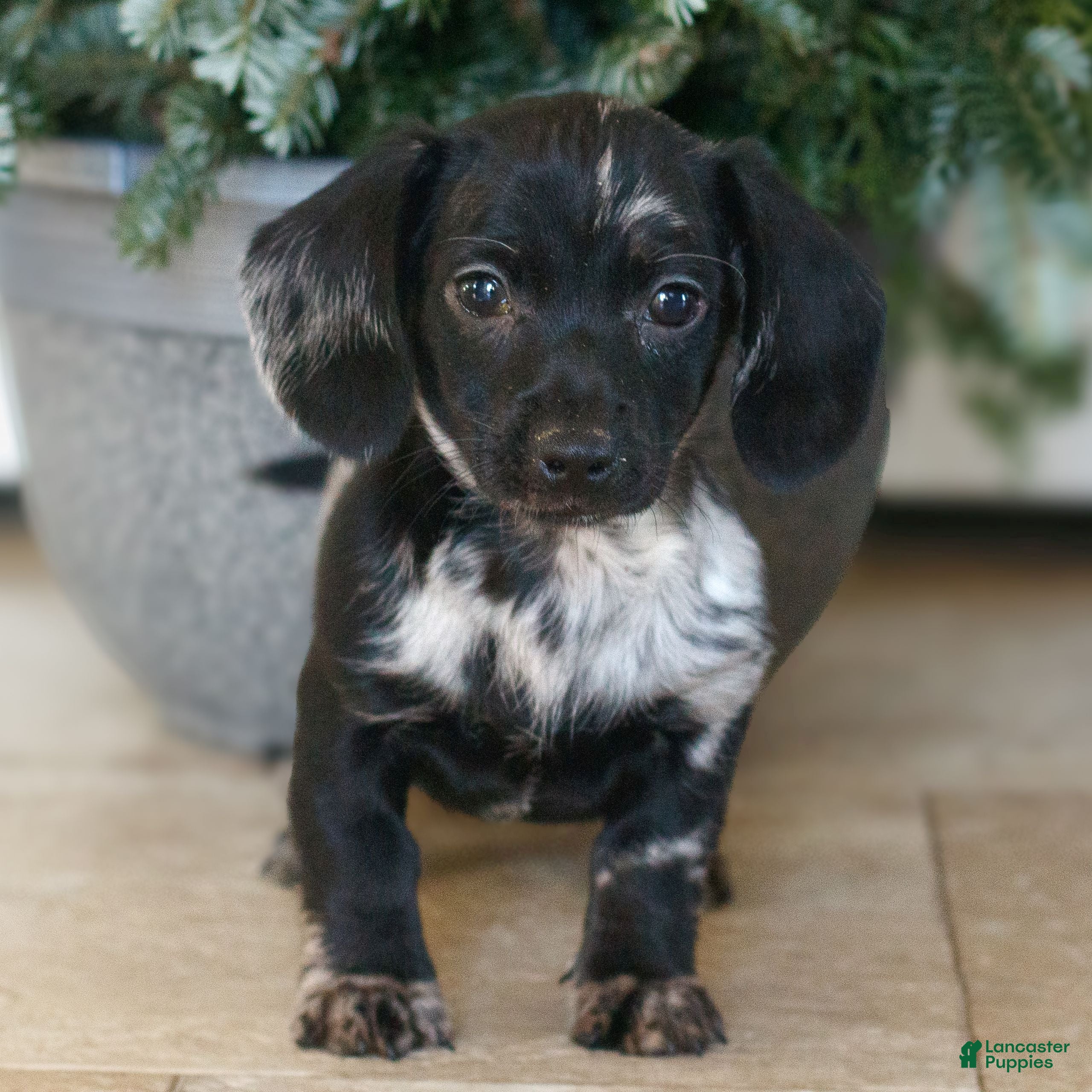 Miniature Dachshund dogs for sale: Hailey  - Ad 1