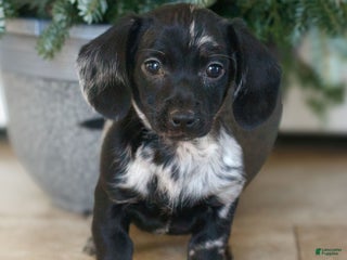 Miniature Dachshund dogs for sale: Hailey - Ad 1