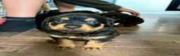 Rottweiler dogs for sale: Dior - Ad 2