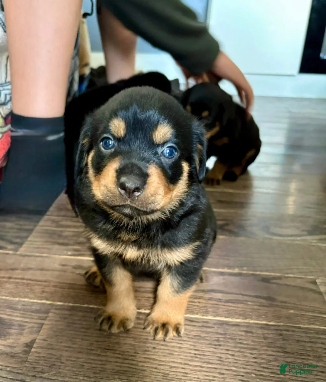 Rottweiler dogs for sale: Dior - Ad 2