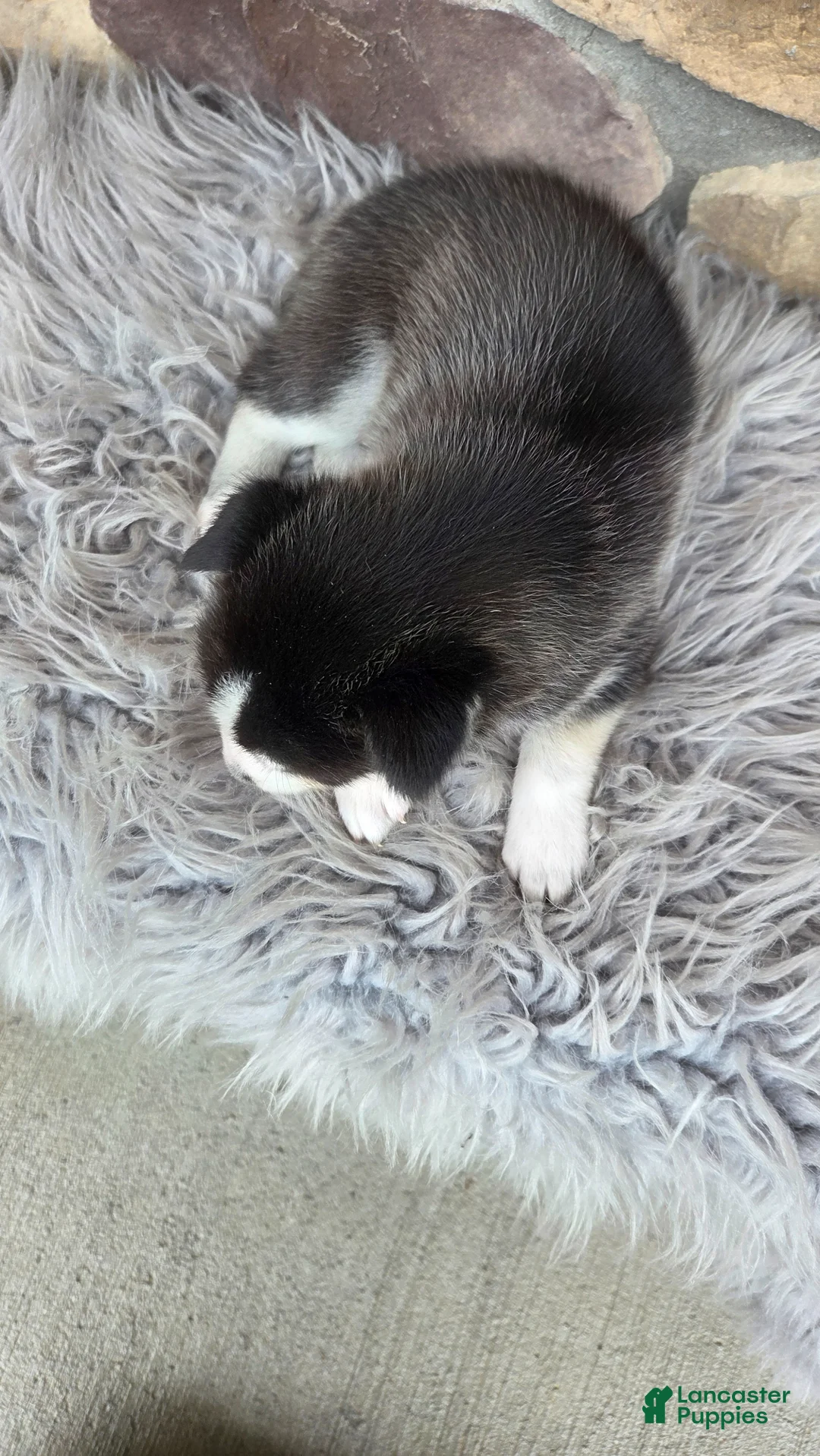 Siberian Husky dogs for sale: Elise - Ad 2