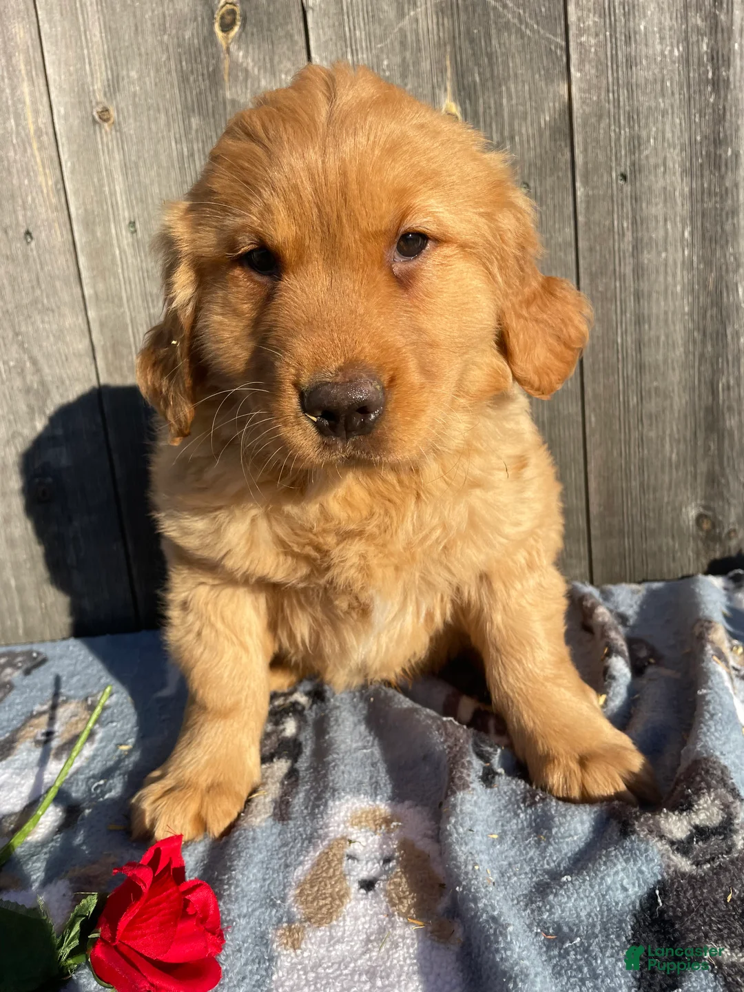 Golden Retriever dogs for sale: Kennedy - Ad 2
