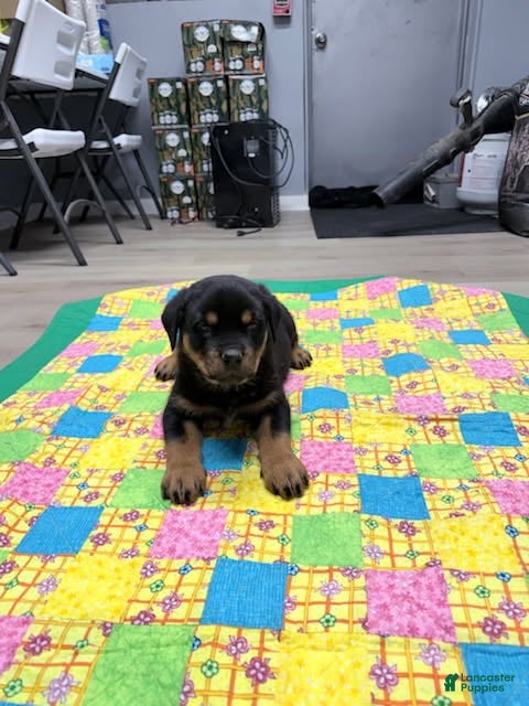 Rottweiler dogs for sale: Rottweiler Puppy 2 - Ad 4