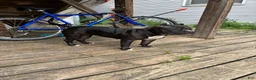 American Bully dogs for sale: American Bully 2 - Ad 3
