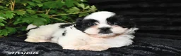 Shih Tzu dogs for sale: Dot  - Ad 3