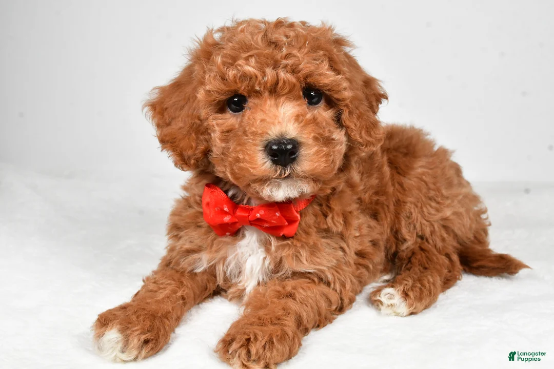 Bichpoo dogs for sale: Milo - Ad 1