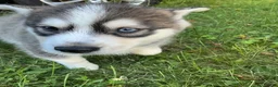 Pomsky dogs for sale: Pomsky 1 - Ad 2