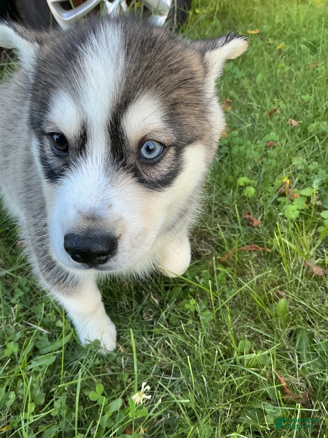 Pomsky dogs for sale: Pomsky 1 - Ad 2