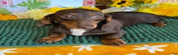 Miniature Dachshund dogs for sale: Benson - Ad 4