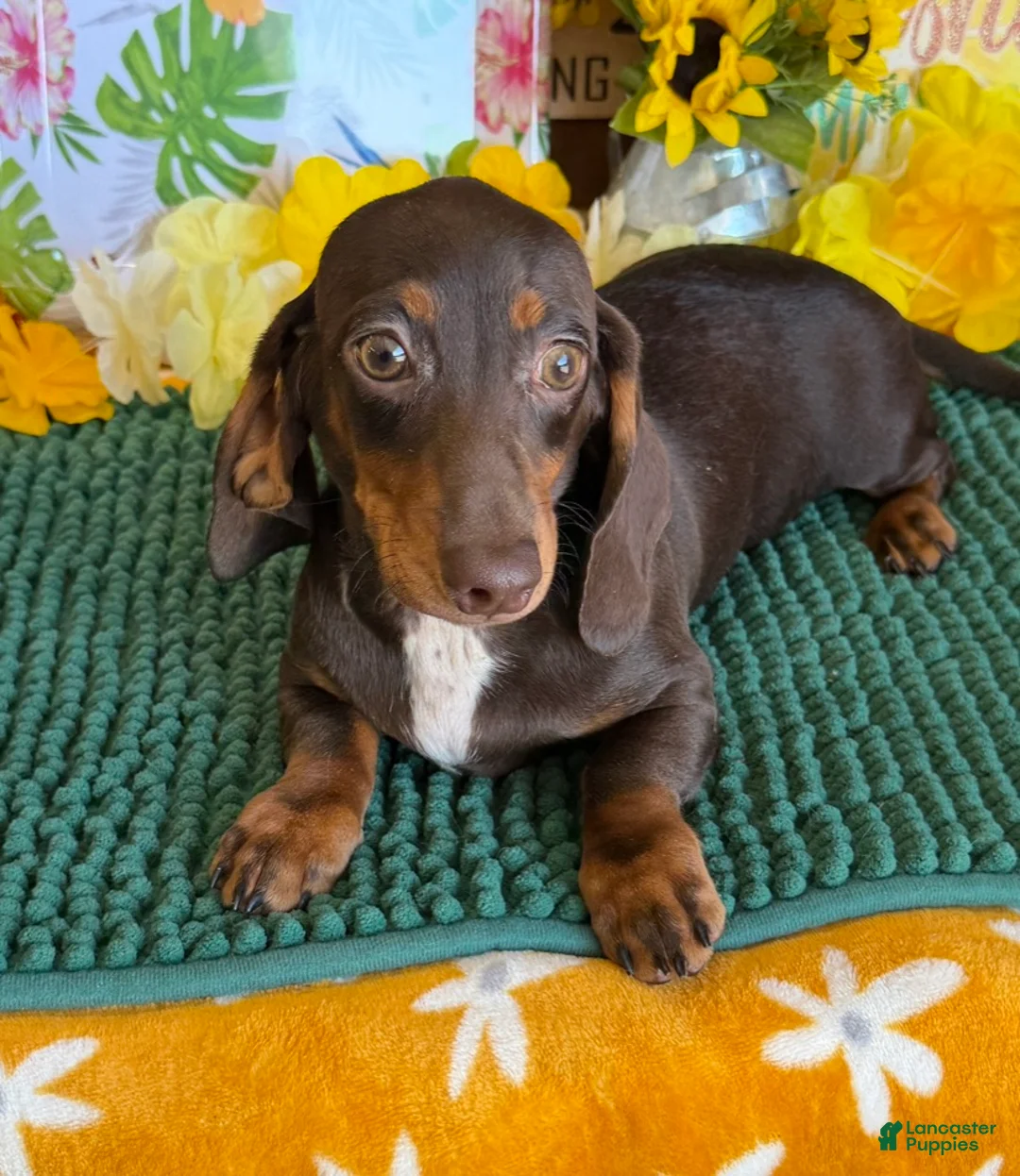 Miniature Dachshund dogs for sale: Benson - Ad 4