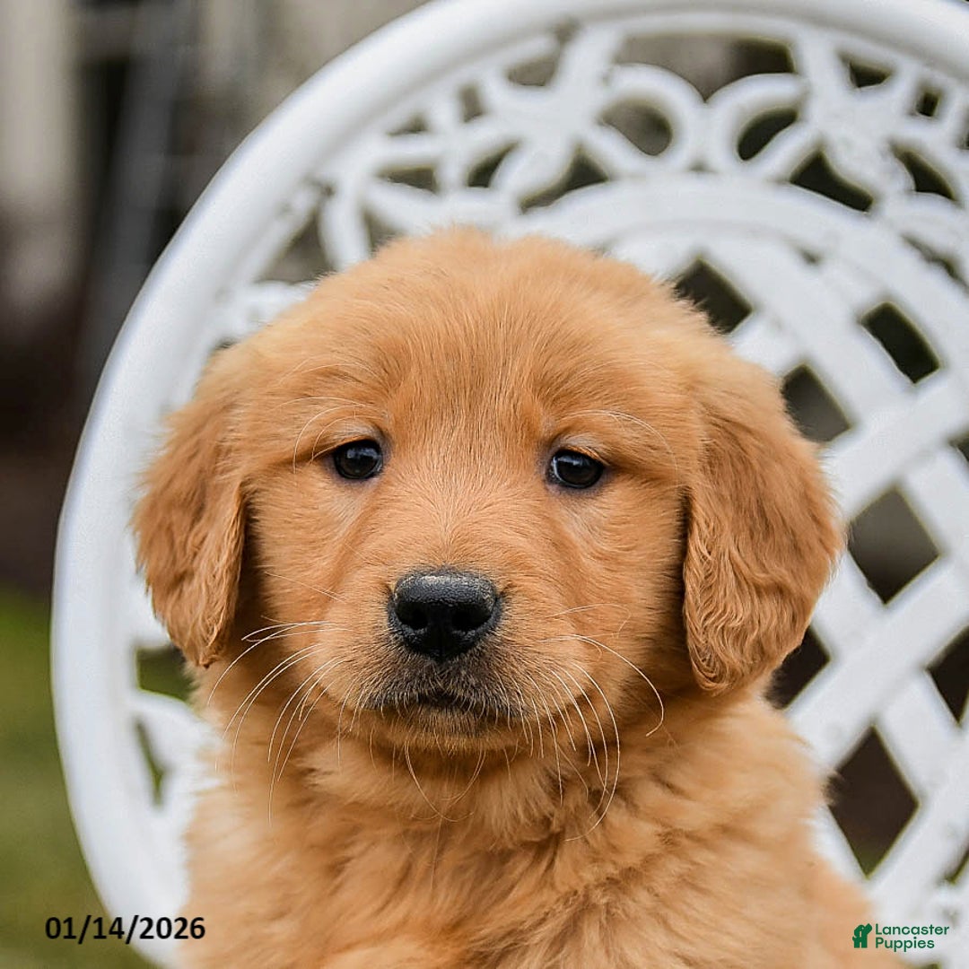 Golden Retriever dogs for sale: Penny - Ad 5