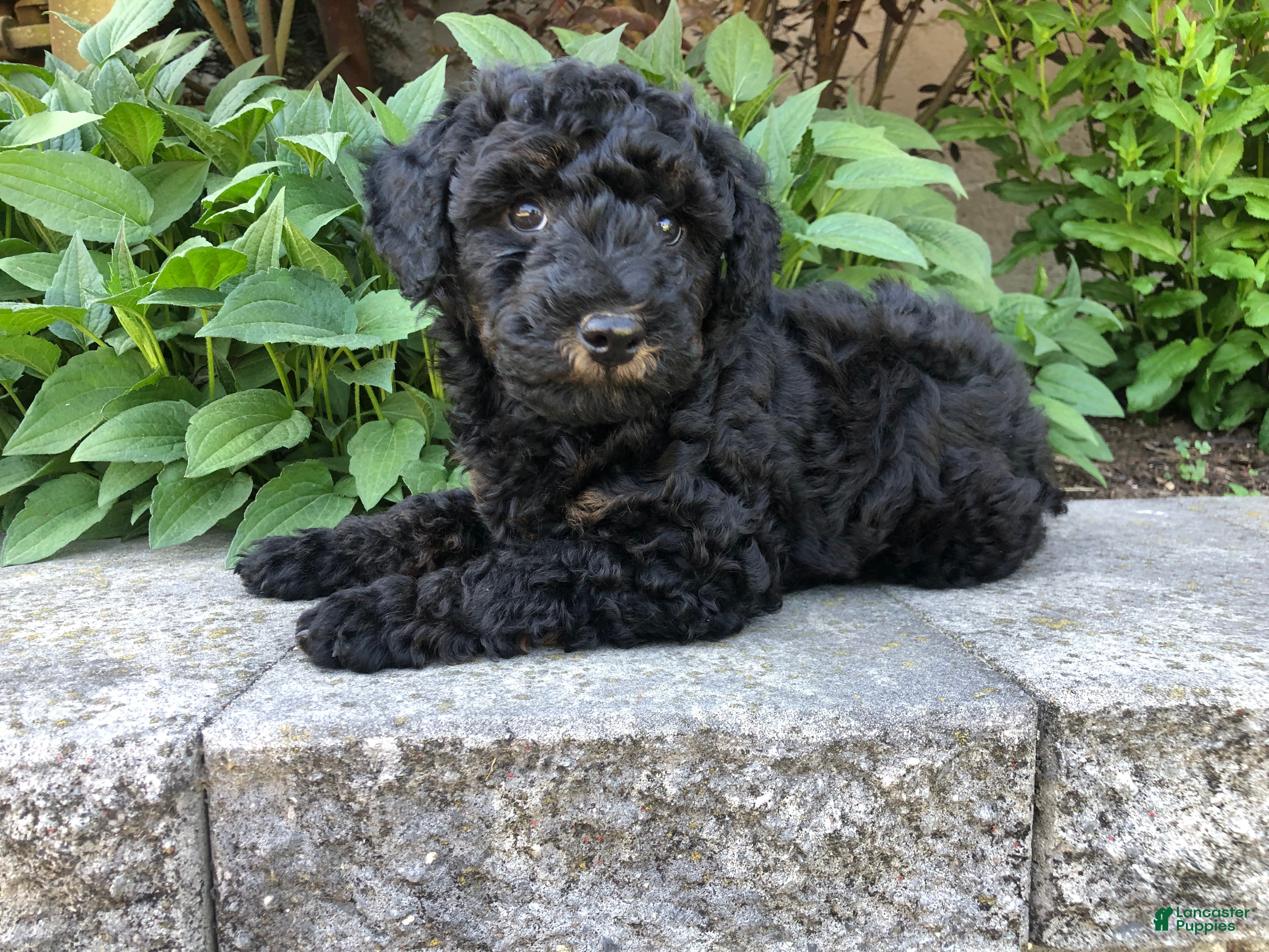 Bichpoo dogs Prince - Ad 31