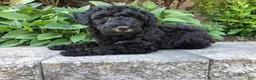 Bichpoo dogs for sale: Prince - Ad 1