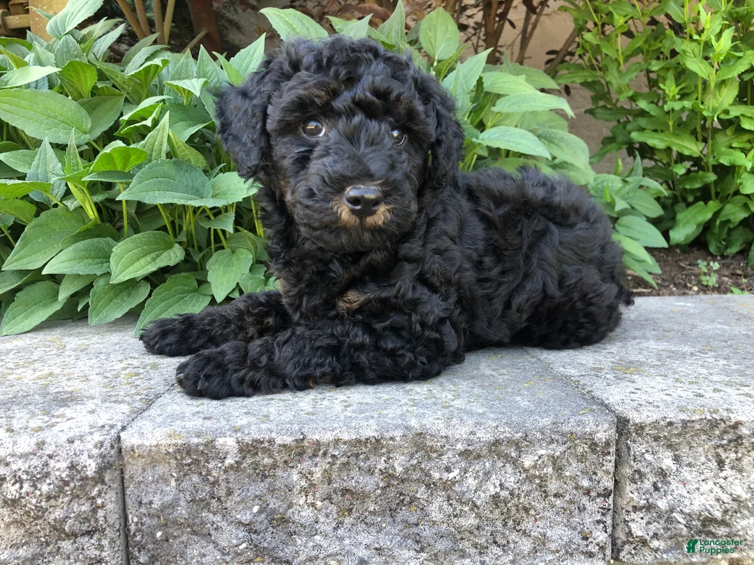Bichpoo dogs for sale: Prince - Ad 1