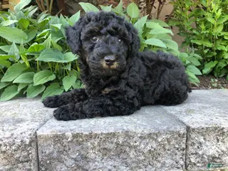 Bichpoo dogs Prince - Ad 31