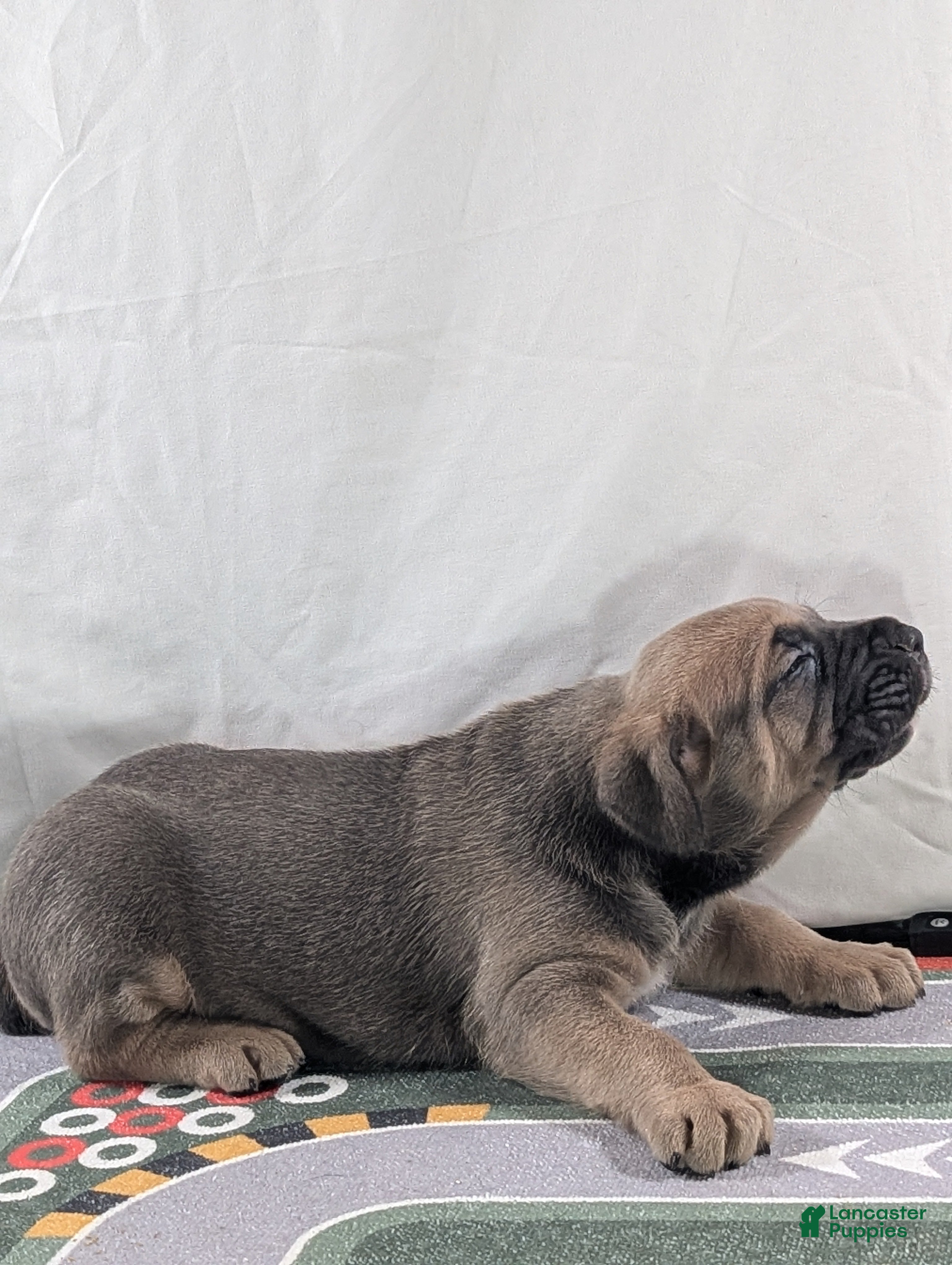 Cane Corso dogs for sale: Pluto  - Ad 6