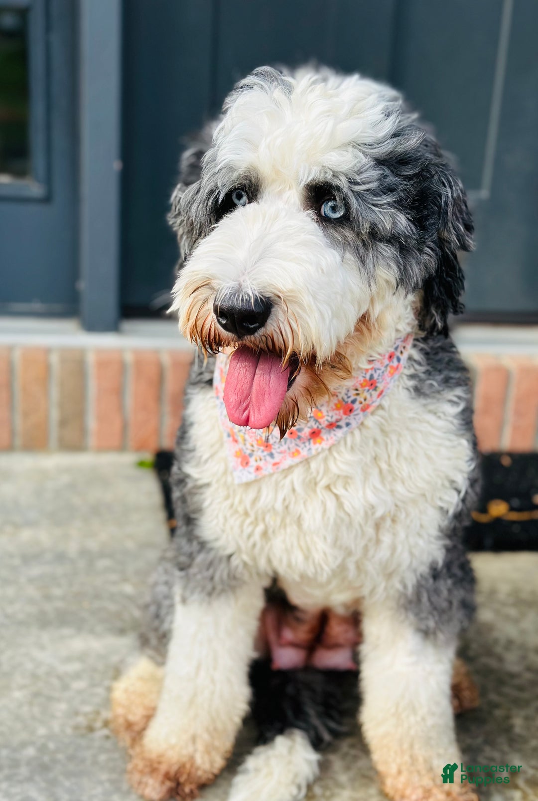 Bernedoodle dogs for sale: Bernedoodle Puppy 1 - Ad 7