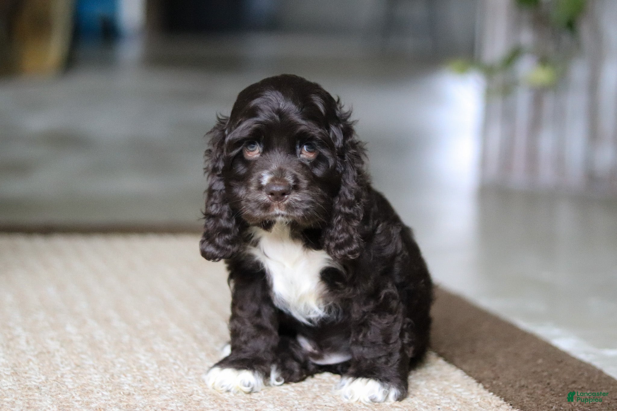 Cocker Spaniel dogs Oscar - Ad 2