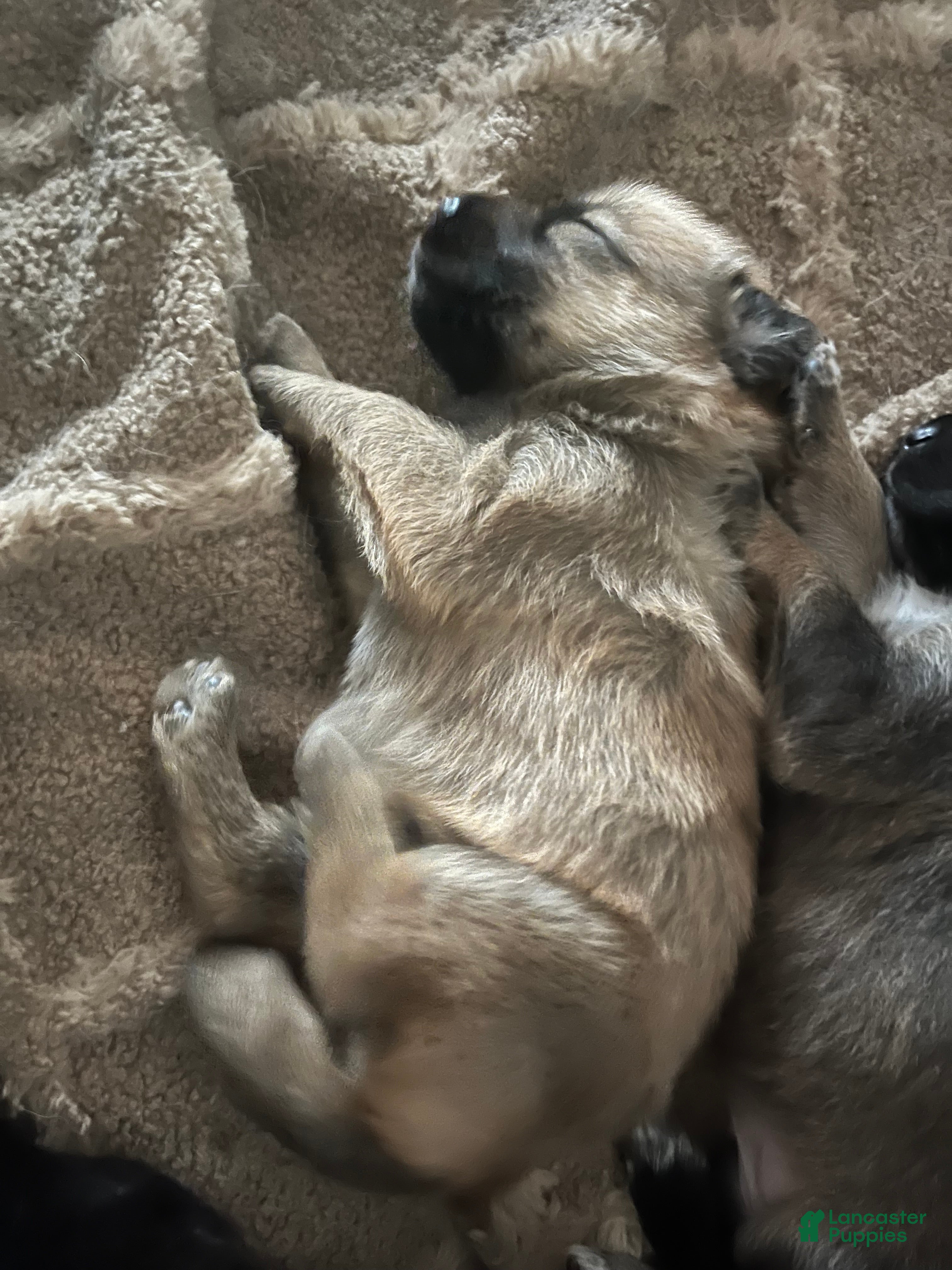 Mixed Breed dogs Mixed Breed Puppy 3 - Ad 35