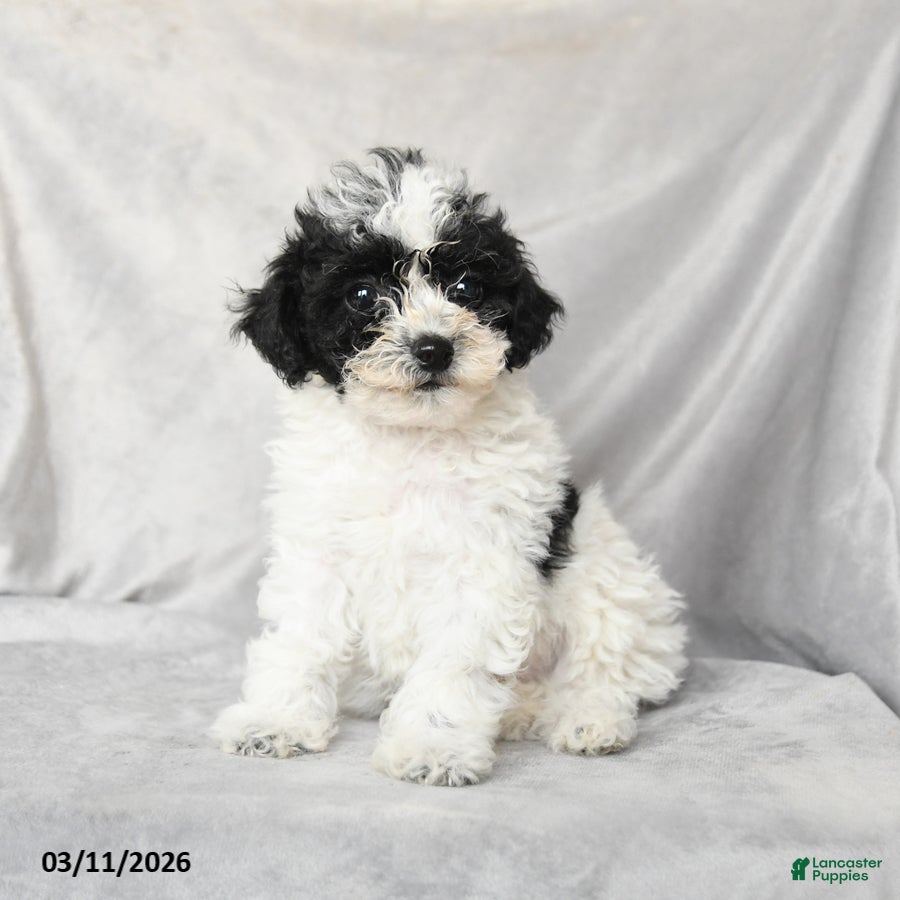 Bichpoo dogs Duncan - Ad 2