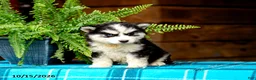 Pomsky dogs for sale: Rosie - Ad 2