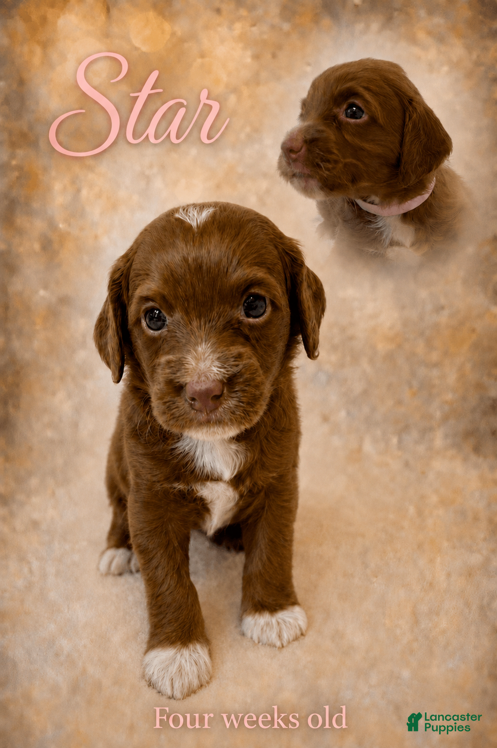 Mini Goldendoodle dogs Star - Ad 1