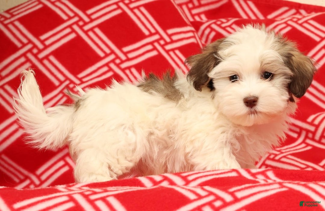 Havanese dogs for sale: Benji - Ad 3