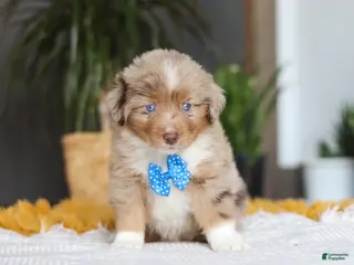 Australian Shepherd dogs for sale: Marlu - Ad 1