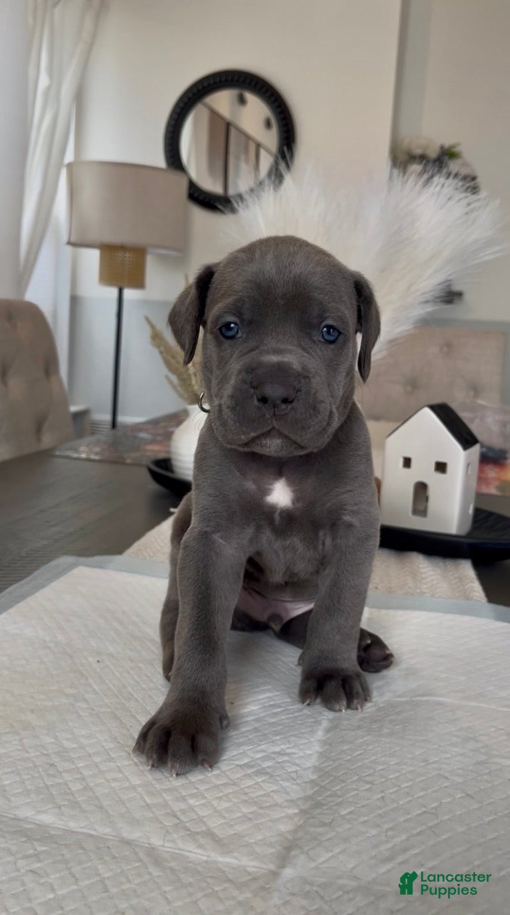 Cane Corso dogs Luxe - Ad 2