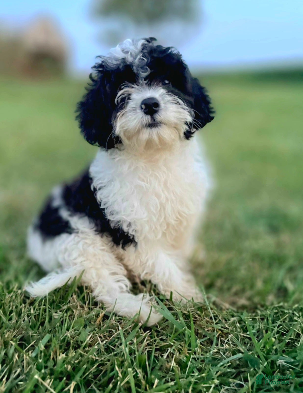 Cavapoo dogs Riley  - Ad 2