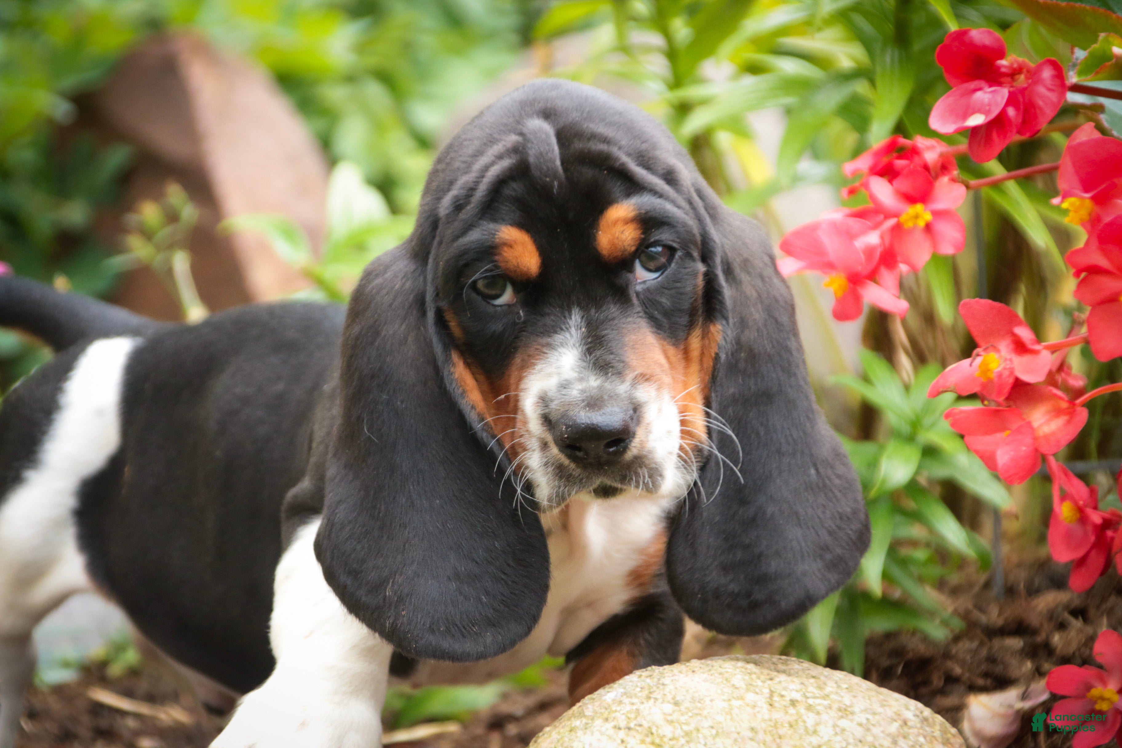 Basset Hound dogs Montgomery - Ad 2