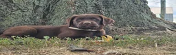 Labrador Retriever dogs for sale: Poppy - Ad 4