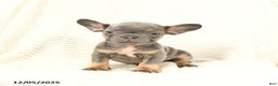 French Bulldog dogs for sale: Bella   - Ad 2
