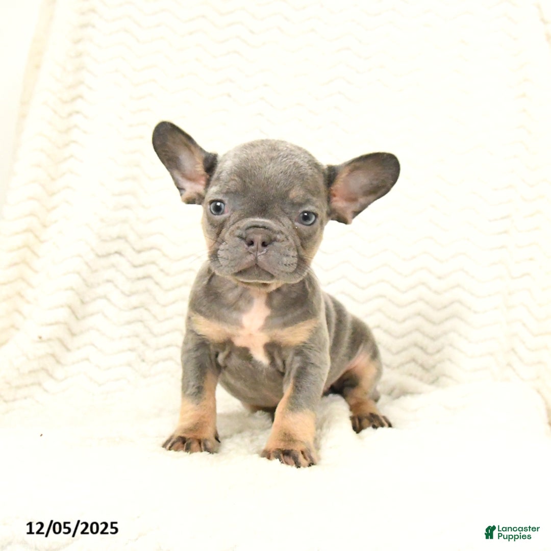 French Bulldog dogs for sale: Bella   - Ad 2
