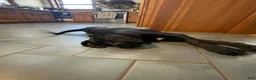 Cane Corso dogs for sale: Cane Corso 1 - Ad 4
