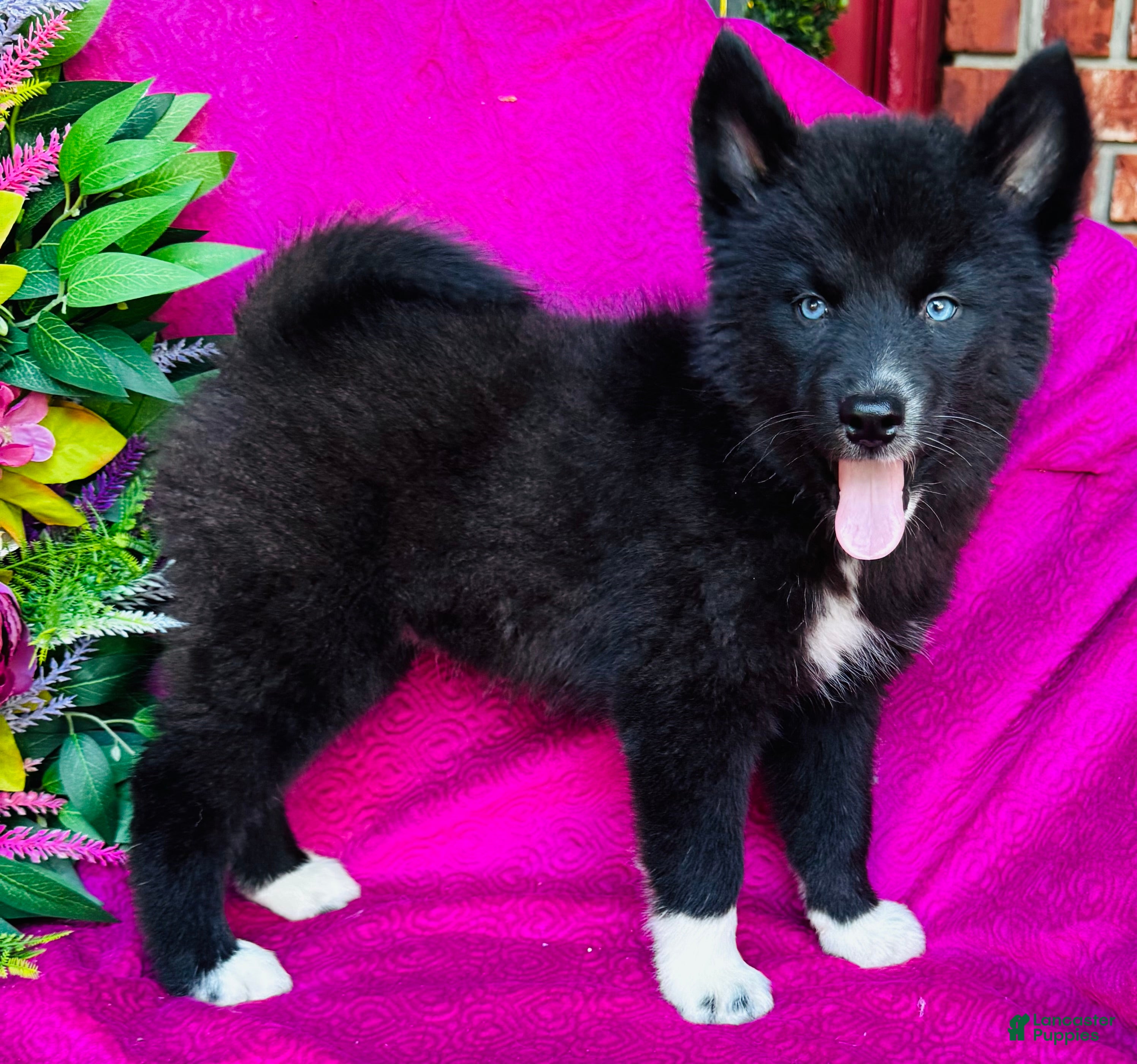 Siberian Husky dogs Zara  - Ad 1