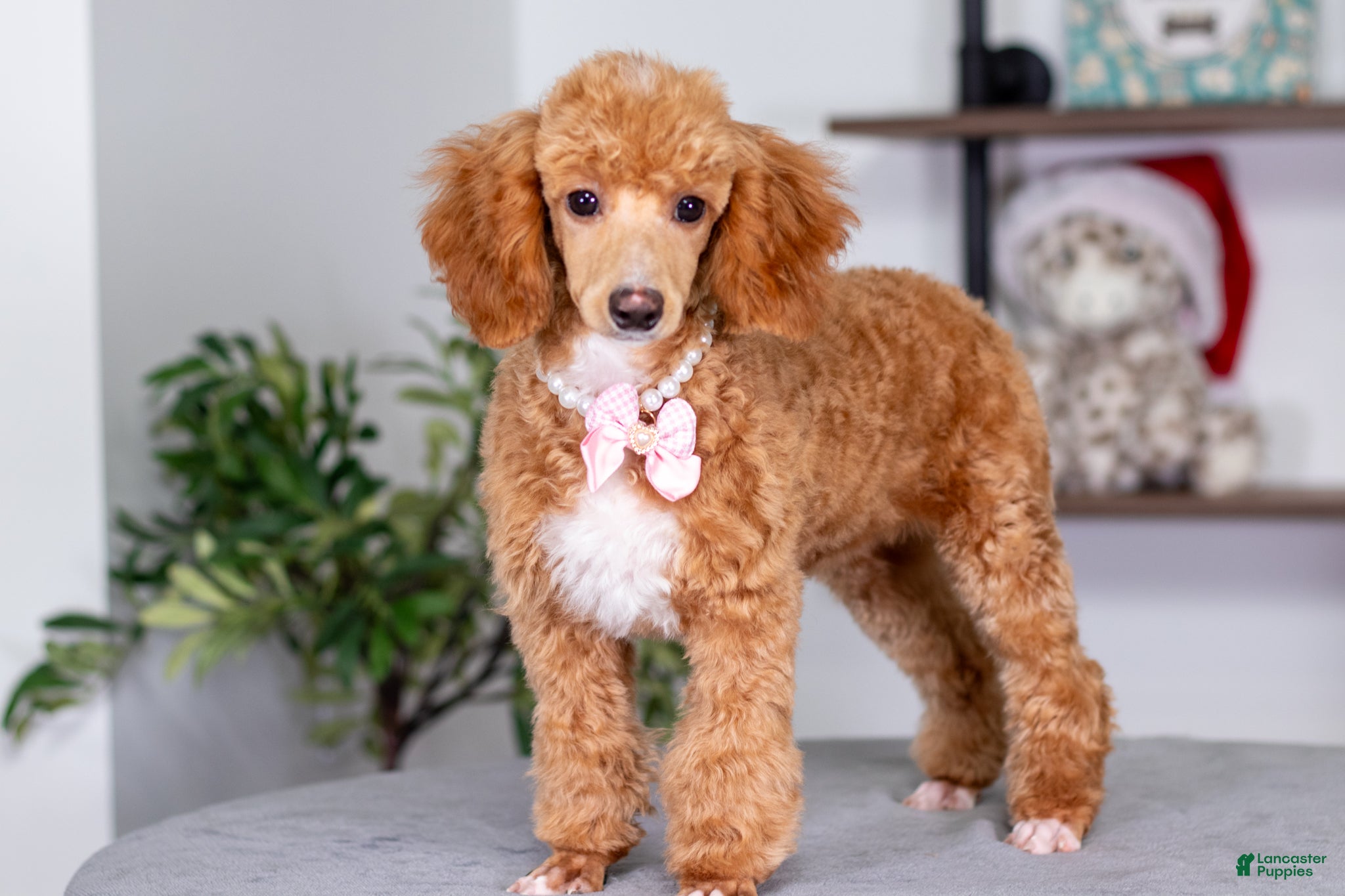 Toy Poodle dogs Willow - Ad 33