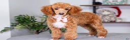 Toy Poodle dogs for sale: Willow - Ad 1