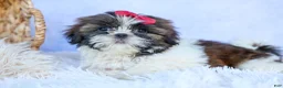Shih Tzu dogs for sale: RACHEL - Ad 16
