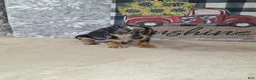 Miniature Dachshund dogs for sale: Coco - Ad 7